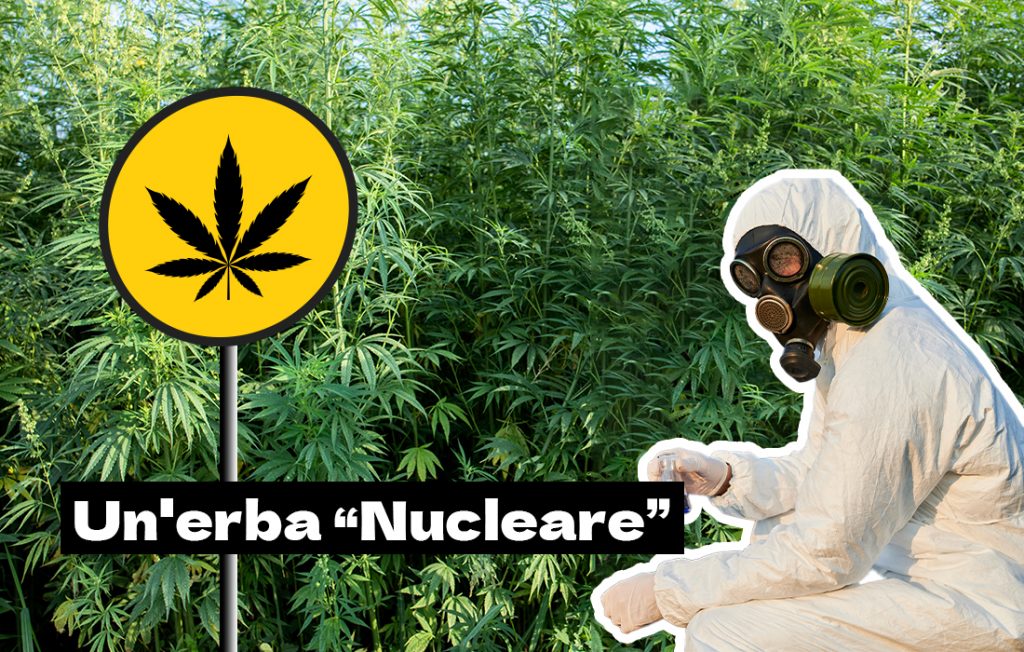 erba nucleare