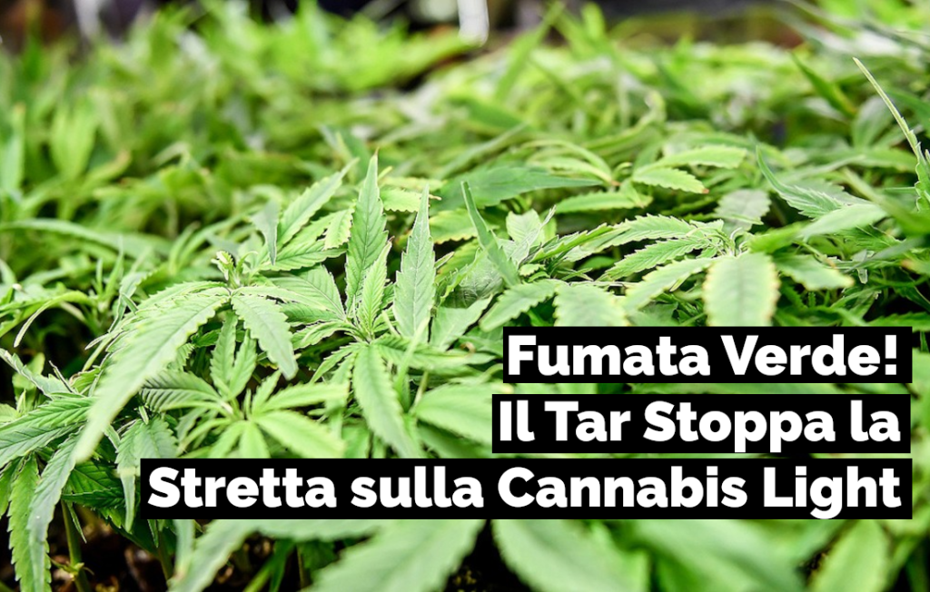 tar ferma decreto schillaci